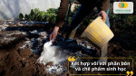 Kết hợp bón vôi với phân bón và chế phẩm sinh học để tăng hiệu quả cải tạo đất.