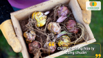 Chọn củ hoa ly to, chắc, không dập thối là bước đầu quyết định hoa nở đều và đúng Tết.