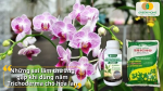 Dùng quá liều, phun lúc nắng gắt, trộn sai giá thể khiến Trichoderma mất tác dụng