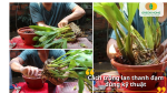 Trồng lan đúng giá thể, cố định gốc chắc chắn giúp cây nhanh ra rễ và hồi phục tốt sau khi trồng.