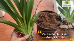 Hướng dẫn cách trồng lan kiếm đúng kỹ thuật để hạn chế thối rễ và giúp cây sớm phục hồi.
