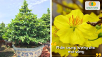Kết hợp phân trung lượng giúp mai vàng phát triển cân đối, thân khỏe – hoa nở đồng loạt