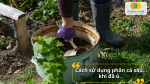 Hướng dẫn dùng phân cá lên men đúng cách để cây hấp thu tối đa và phát triển mạnh.