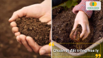 Đất trồng hoa ly cần tơi xốp, thoát nước tốt để rễ khỏe – cây phát triển mạnh.