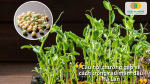Những câu hỏi thường gặp khi trồng rau mầm đậu Hà Lan dành cho người mới bắt đầu.