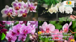 Trichoderma mang lại giá trị bền vững cho người trồng lan
