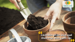 Bón lót, bón thúc hay cải tạo đất – phân trùn quế đều phát huy tốt vai trò nếu dùng đúng mục đích