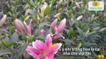 Chú ý thoát nước, phòng nấm bệnh và tránh sốc nhiệt để hoa ly sinh trưởng ổn định