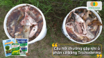 Giải đáp thắc mắc khi ủ phân cá với Trichoderma để người mới cũng dễ làm và đạt hiệu quả cao.