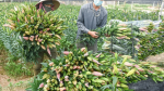 Hoa ly đạt chuẩn thu hoạch khi nụ căng, màu rõ – sẵn sàng cho thị trường Tết.