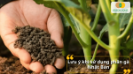 Cần bón đúng liều lượng phân gà Nhật Bản để tránh dư dinh dưỡng và giúp cây hấp thu tốt hơn.