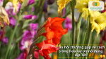 Giải đáp các thắc mắc về thời gian trồng, chăm sóc và xử lý ra hoa