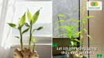 Lợi ích khi trồng gừng thủy sinh: sạch, gọn, dễ chăm sóc.