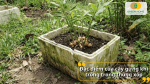 Gừng trồng trong thùng xốp phát triển khỏe nếu đất tơi xốp và thoát nước tốt.