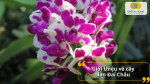 Lan Đai Châu là dòng lan rừng nổi tiếng với chùm hoa dày, hương thơm và sức sống bền bỉ.