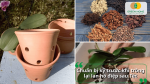 Chuẩn bị chậu trồng và giá thể phù hợp giúp lan hồ điệp thoáng rễ, hạn chế úng và nấm bệnh sau Tết.
