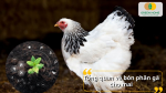 Phân gà là nguồn hữu cơ giàu dinh dưỡng, cải tạo đất và nuôi rễ mai phát triển bền vững.