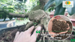 Phân trùn quế giúp cải tạo đất, nuôi rễ mạnh và tăng sức đề kháng cho mai vàng.