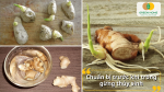 Chuẩn bị củ gừng khỏe, có mầm trước khi trồng thủy sinh.
