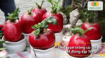 Chọn đúng thời điểm gieo trồng giúp củ cải đỏ lên củ đẹp và kịp chơi Tết.