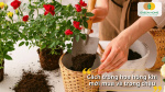 Hoa hồng trồng chậu cần chậu thoát nước tốt và đất phù hợp.
