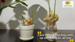 Cách trồng gừng thủy sinh tại nhà với chậu và bình nước đơn giản.