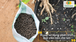 Sử dụng phân trùn quế viên nén giúp lan phát triển rễ mạnh, lá xanh và hạn chế sốc phân.