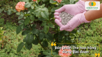 Cung cấp dinh dưỡng cân đối giúp hoa hồng ra nhánh khỏe và phát triển đồng đều.