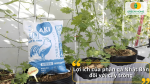 Sử dụng phân gà Nhật Bản giúp cây khỏe rễ, xanh lá, sinh trưởng ổn định và lâu dài.