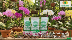Bổ sung dinh dưỡng phù hợp giúp lan hồ điệp nhanh hồi sức, kích thích ra rễ và lá mới sau Tết.