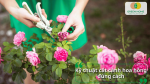 Cắt tỉa đúng kỹ thuật giúp hoa hồng ra nhánh khỏe và nhiều hoa.