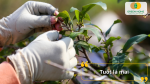 Tuốt lá đúng thời điểm giúp kiểm soát quá trình ra nụ và nở hoa của mai.