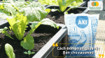 Cách bón phân gà Nhật cho rau màu giúp rau phát triển nhanh, lá dày, an toàn khi thu hoạch.