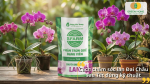 Bổ sung dinh dưỡng phù hợp giúp lan Đai Châu phục hồi nhanh và ra rễ khỏe.