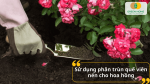 Phân trùn quế viên nén rất phù hợp cho hoa hồng, giúp cây sai nụ và hoa bền màu