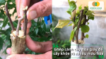Ghép cành giúp cây khỏe mạnh hơn và tạo được nhiều màu hoa trên cùng một gốc.