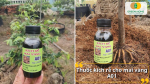 Hỗ trợ ra rễ tơ, giúp bộ rễ phát triển đều và bám đất tốt hơn.