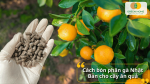 Phân gà Nhật phù hợp bón cho cây ăn quả, giúp nuôi trái, tăng chất lượng và độ ngọt tự nhiên.