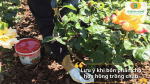 Bón phân đúng liều giúp hoa hồng trồng chậu phát triển bền cây.