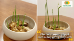 Giải đáp câu hỏi thường gặp về cách trồng gừng thủy sinh.
