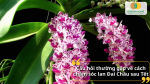 Những thắc mắc thường gặp khi chăm sóc lan Đai Châu sau Tết sẽ được giải đáp chi tiết.
