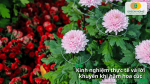 Kinh nghiệm thực tế giúp hạn chế rủi ro khi hãm hoa cúc nở sớm.