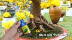 Bổ trợ rễ khỏe, giảm sốc khi sang chậu, thay đất hoặc di chuyển mai.