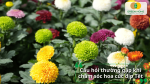 Giải đáp các thắc mắc thường gặp để chăm hoa cúc Tết hiệu quả hơn.
