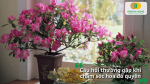 Những câu hỏi thường gặp khi chăm sóc hoa đỗ quyên sau Tết giúp người trồng tránh sai lầm và chăm cây hiệu quả hơn.