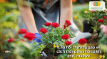 Những câu hỏi thường gặp khi trồng hoa hồng mới mua về người trồng cần biết.