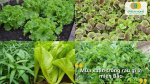 Gợi ý các loại rau phù hợp trồng vào mùa xuân tại miền Bắc.