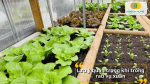 Nắm vững các lưu ý quan trọng giúp rau phát triển khỏe mạnh và đạt năng suất cao.