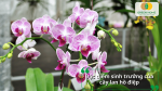 Tìm hiểu đặc điểm sinh trưởng tự nhiên của lan hồ điệp để có phương pháp chăm sóc phù hợp nhất.