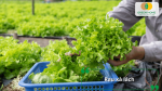 Rau xà lách dễ trồng, sinh trưởng nhanh và phù hợp với khí hậu mùa xuân.